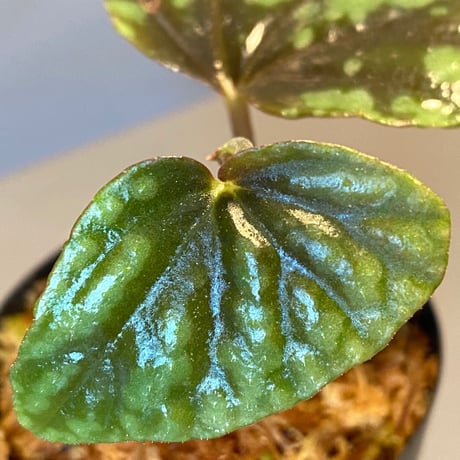 Begonia Variabilis [TK260915]