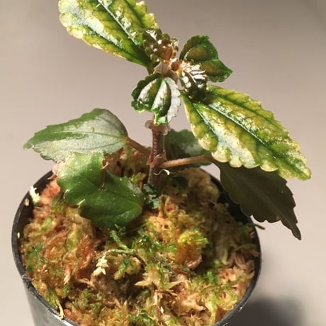Pilea pubescens from Ecuador