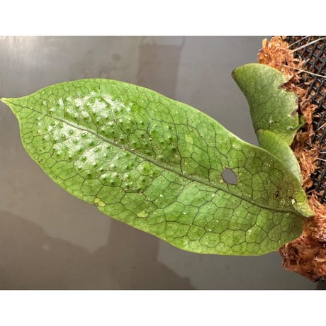 Microsorum linguiforme from South sumatera