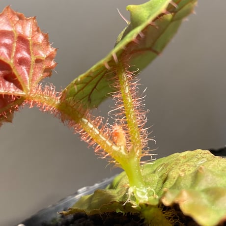 Begonia susaniae