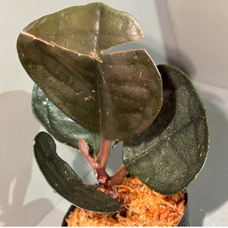 Ardisia sp. from Kapuas fulu West Kalimantan