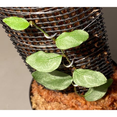 Ficus sp. "Muara wahau" white Kalimantan timur [TB]