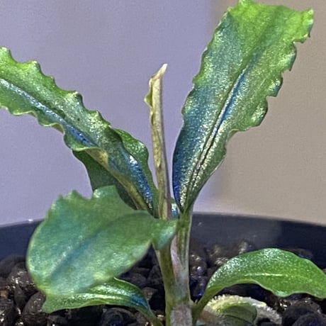Bucephalandra sp. "MEDUSA"