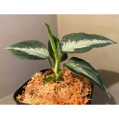 Aglaonema pictum"法皇緑"from Sumatera Barat [AZ0512-X]