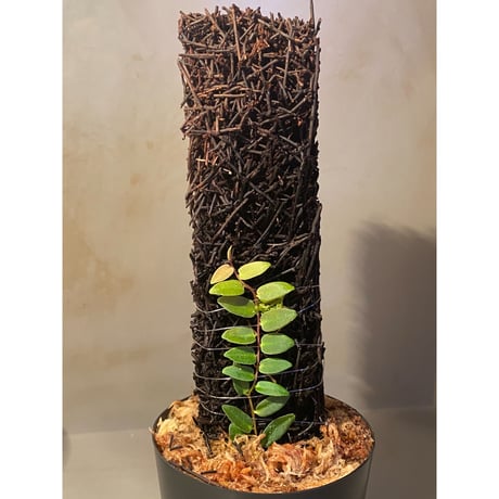 Marcgravia sp. from Colombia [LA0316-03]