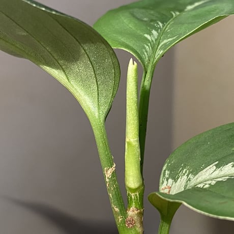 Aglaonema pictum "草わるん18" BNN from Sibolga utara [AZ0918-2a]