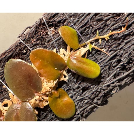 Marcgravia sp. from Tarapoto Peru