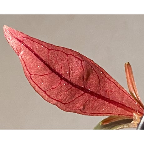 Medinilla sp. from Irian Jaya Papua
