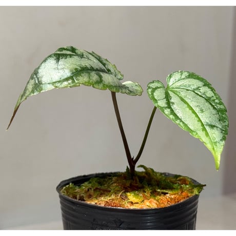 Cissus sp. "Padang" Sumatra barat [TB]