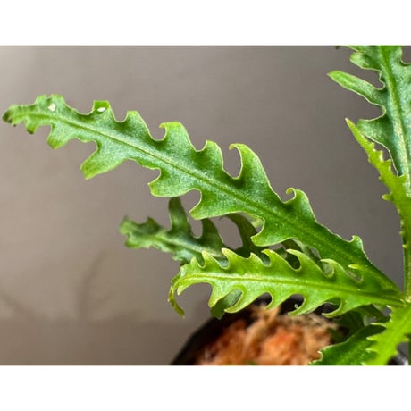 Labisia sp. from Jambi sumatera