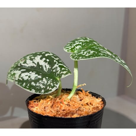 Scindapsus "Jigsaw"