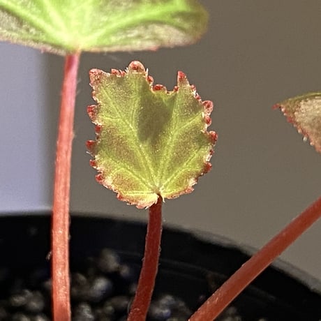 Begonia sp. from Aceh [LA]