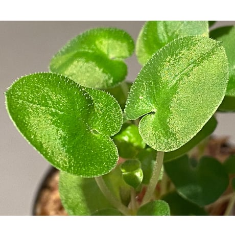 Geophila repens from Iquitos Peru [tanakay]