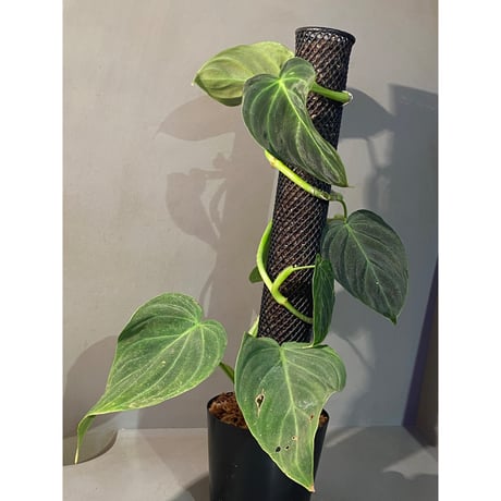 Philodendron triumphan