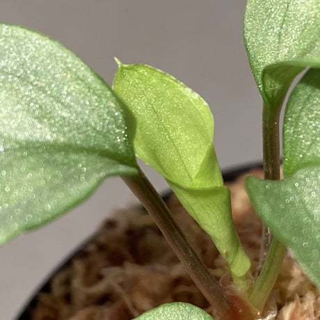 Homalomena sp. "Shirogane" SGR from Pulau Linga [HW1017-XX] ①