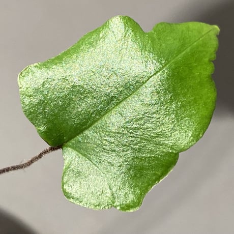 Hemionitis arifolia from Prachuap Khiri Khan