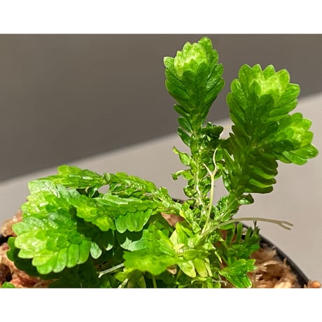 Selaginella sp. バリエガータ from "Nanga pinoh" [TB]