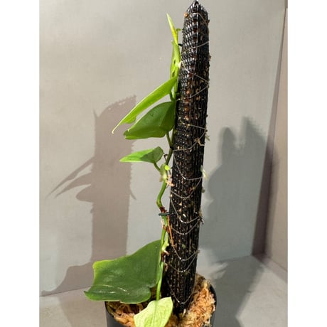 Philodendron sp. from Iquitos Peru [tanakay]