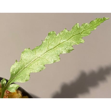 Microsorum sp. Short Dragon Tail