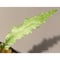 Microsorum sp. Short Dragon Tail