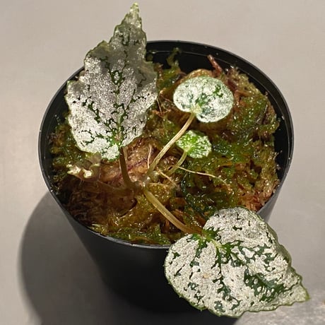 Begonia formosana from Taiwan