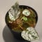 Begonia formosana from Taiwan