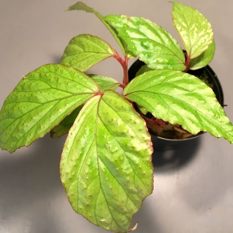 Begonia sp. from Sumatera Utara