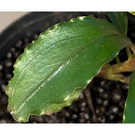 Bucephalandra sp. "Maia"