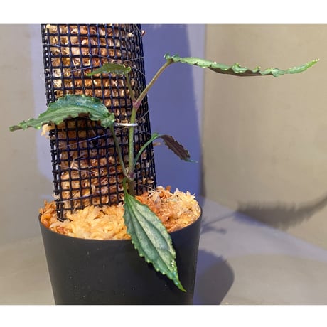 Cissus sp. "Padang" Sumatra barat [TB]