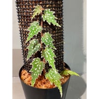 Begonia sp. from Luzon Aurora Philippines 標高500m付近　[KSB]
