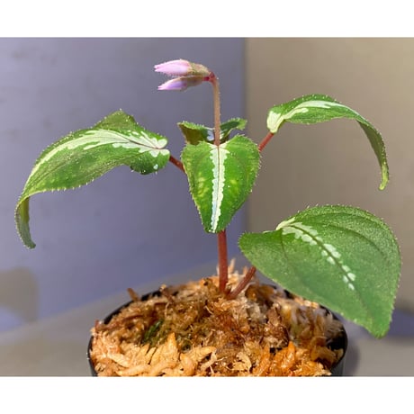 Melastoma sp.Sabah Malaysia