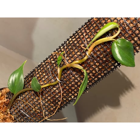 Philodendron sp. from Colombia [tanakay]