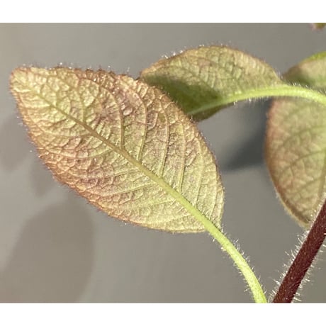 Cyrtandra sp. "Sabah-6" [R0515-03a]