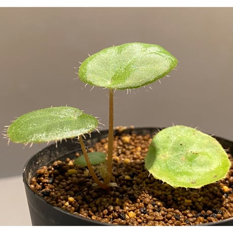 Begonia kingiana from Jerantut [TK170717]
