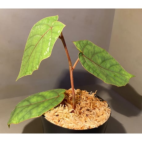 Pterisanthes sp. from Sabah-1 [R0515-01a]