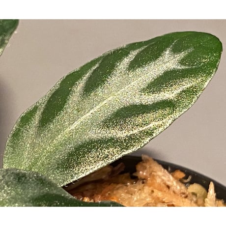Cosmianthemum sp. from Sarawak