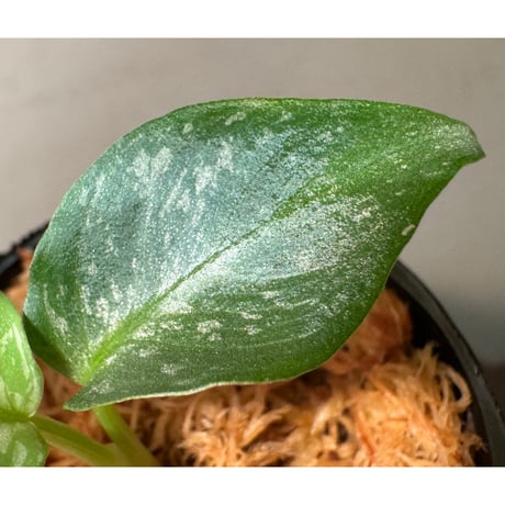 Schismatoglottis Rongisupata from West Kalimantan [KN]