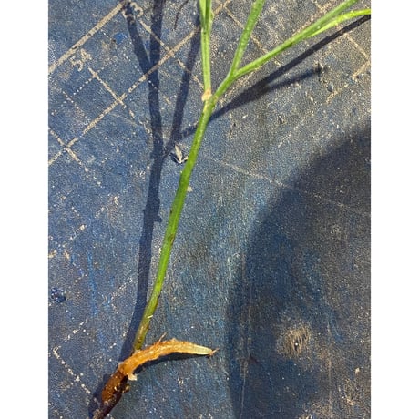 Psilotum nudum Phatthalung Southern Thailand