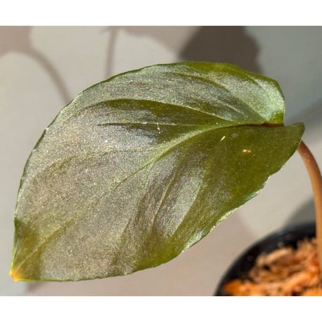 Homalomena sp. "Deep Purple" JKT from Pulau Nias [AZ0215-1]
