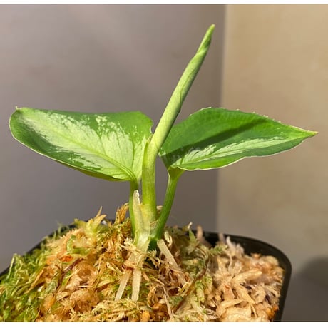 Aglaonema pictum "マルチカラー白玉" D.F.S from Sumatera barat [AZ0912-1]