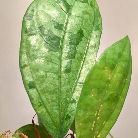 Elatostema sp. from Nopphitam[TK260915]