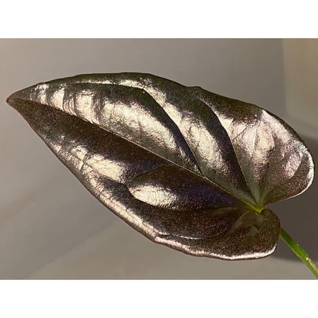 Syngonium sp. from Choco Colombia [tanakay]