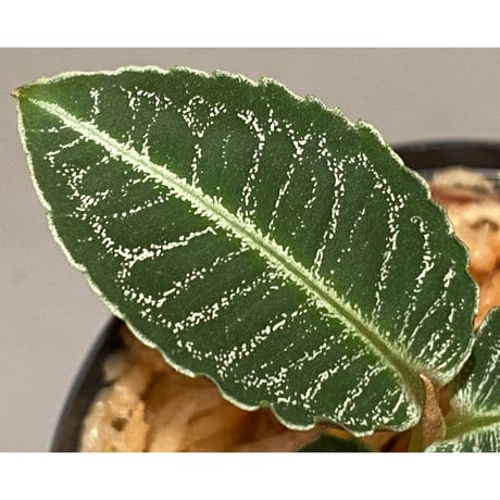 Ardisia sp. from Aceh Selatan [HW0816-03]