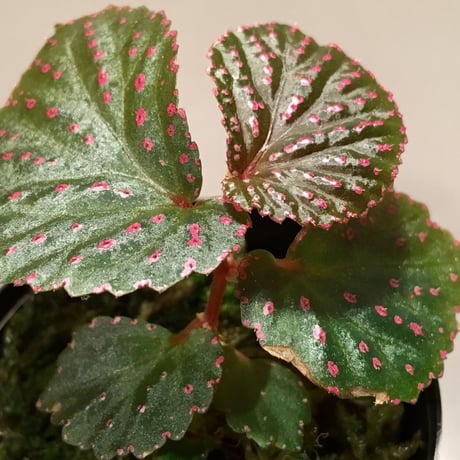 Begonia sp. from Saripoi [LA0813-2]