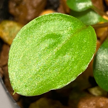 Homalomena sp. from Tambunan [TK200217]