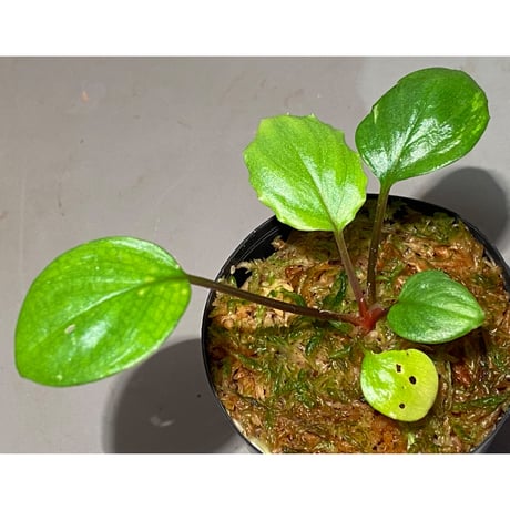 Homalomena terajaensis "Labi" Green Brunei [TB]