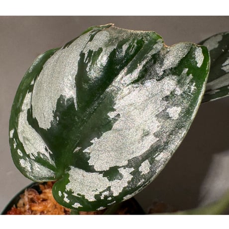 Scindapsus sp. from West Kalimantan