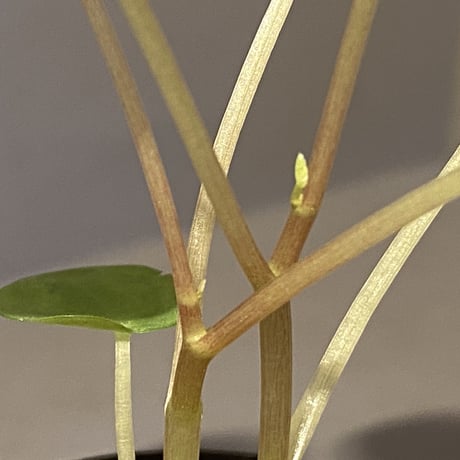Peperomia meridiana from Ecuador [tanakay]