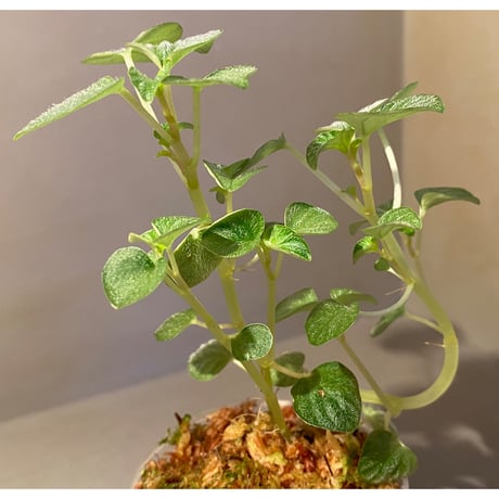 Peperomia sp. from Iquitos Peru [tanakay]
