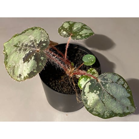 Begonia sp. from Lang Son [YH030519] TK